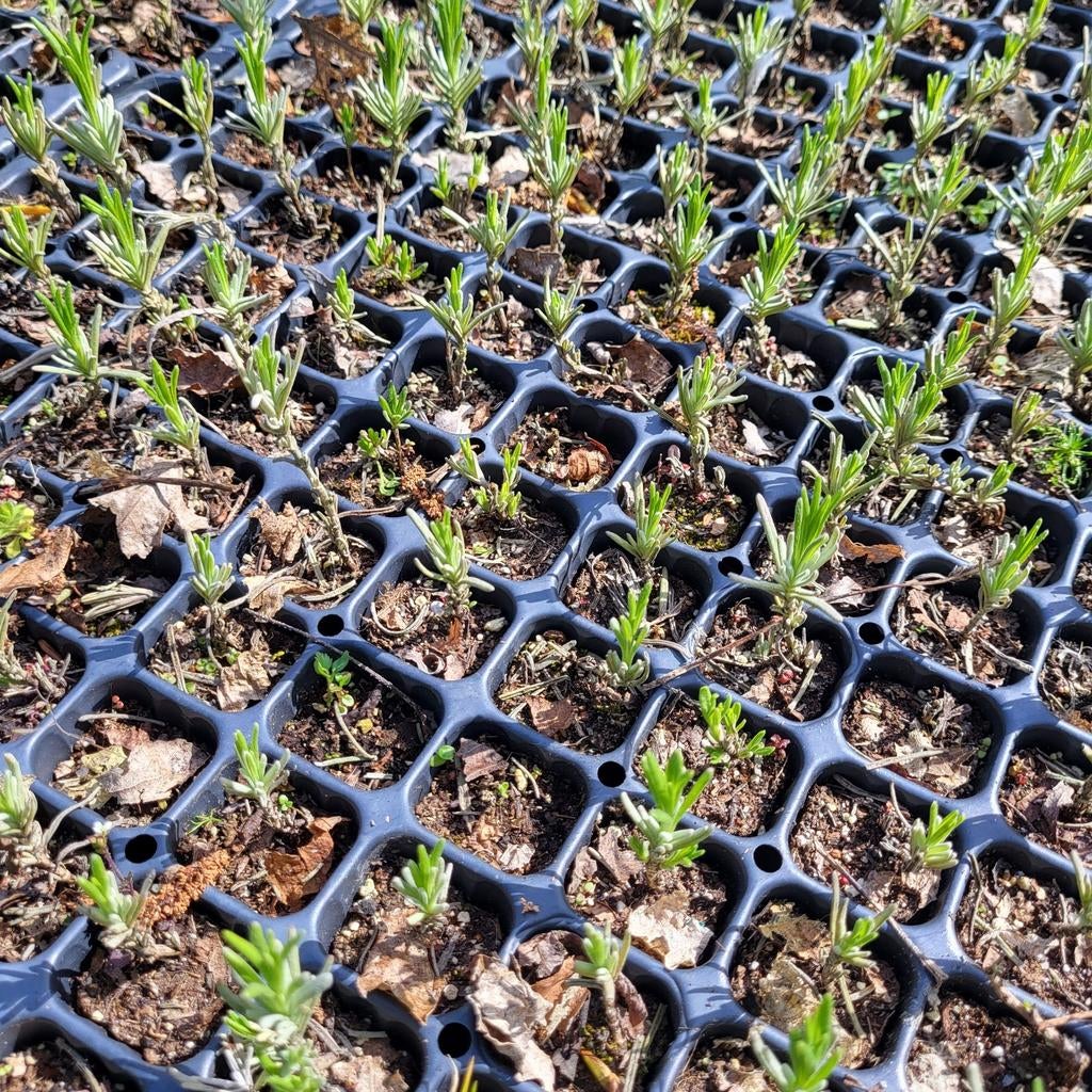 Lavendel stekjes 100 voor 10 euro, Tuin en Terras, Ophalen, Overige soorten, Volle zon