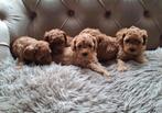 Toy poodle /dwergpoedel, HCC (leverziekte), 8 tot 15 weken, Meerdere, Meerdere dieren