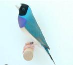 Gezocht pop/man koudkweek, Dieren en Toebehoren, Vogels | Overige Vogels, Meerdere dieren