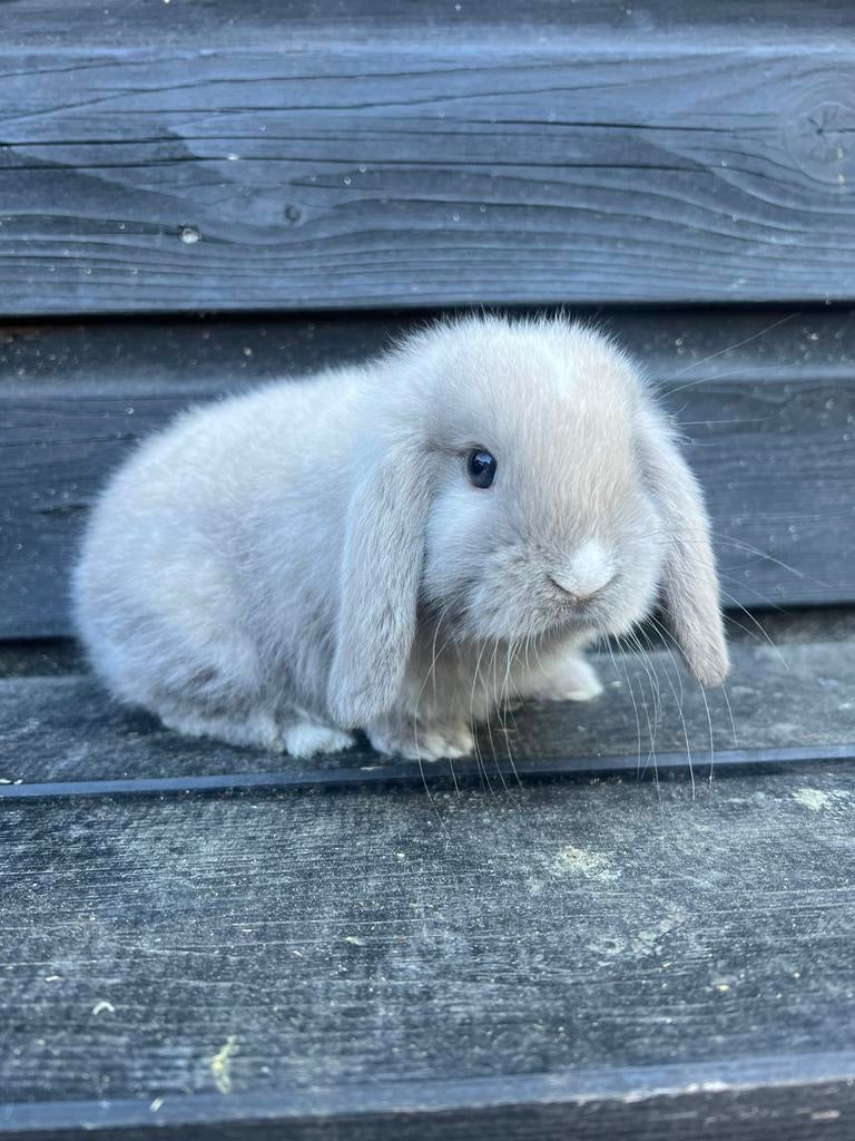 Mini lop x nhd konijn, Mannelijk, Dwerg, Hangoor, 0 tot 2 jaar