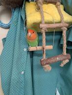 Weggevlogen agapornis, Dieren en Toebehoren