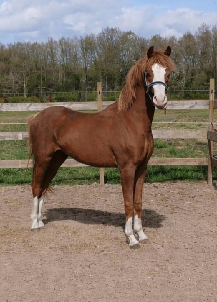 luxe 2 jarige welsh b toekomstige kinderpony inruil mogelijk, Hengst, C pony (1.27m tot 1.37m), 0 tot 2 jaar