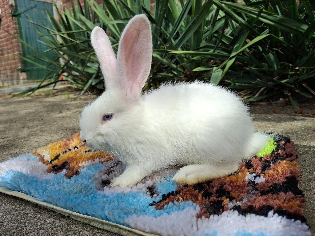 Duitse Reus, Dieren en Toebehoren, Konijnen, Mannelijk, Groot, 0 tot 2 jaar