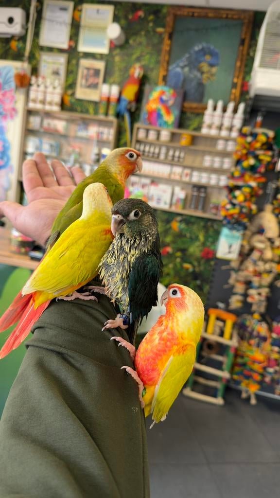 Jonge pyrrhura’s, Meerdere dieren, Parkiet, Pratend