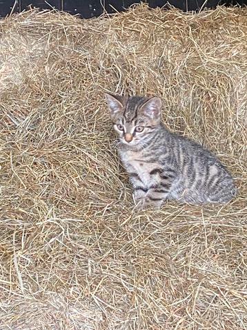 Lieve kittens, supermak! beschikbaar voor biedingen