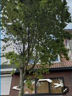 22m2 grote kamer te huur nabij centrum Eindhoven, Eindhoven