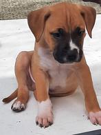 Amerikaanse Stafford Kruising BullMastiff Bully XL, Dieren en Toebehoren, Honden | Bulldogs, Pinschers en Molossers, Overige rassen