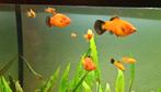 Jonge Platy's, Dieren en Toebehoren, Vis