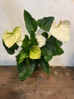 Anthurium – 60 cm glanzend blad, Ophalen, Halfschaduw, Minder dan 100 cm