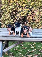Jack russell pups, Dieren en Toebehoren, Jack Russell Terriër, CDV (hondenziekte), 8 tot 15 weken, Meerdere