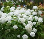 Grote volwassen planten hortensia Hydrangea Annabelle, Ophalen, Overige soorten, Halfschaduw