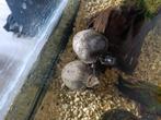 Muskusschildpadden, Dieren en Toebehoren, Vissen | Aquaria en Toebehoren, Ophalen