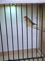 binsen astrilde, Dieren en Toebehoren, Vogels | Overige Vogels, Meerdere dieren, Tropenvogel