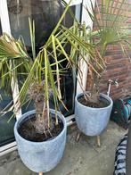 Palbomen met pot tuin, Rond, Zo goed als nieuw, Tuin, Aardewerk