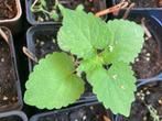 Dropplant plant in P9 pot formaat, Ophalen, Vaste plant, Kruiden, Halfschaduw