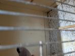 Goudvinken, Dieren en Toebehoren, Vogels | Overige Vogels, Meerdere dieren, Wildzangvogel