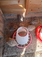 Japanse kwartels, Dieren en Toebehoren, Pluimvee, Meerdere dieren, Overige soorten