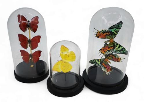 Aktieprijs! 3 stolpen opgezette Vlinders €95 PREPARATENSHOP, Verzamelen, Dierenverzamelingen, Ophalen of Verzenden