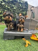 Yorkshire terrier pups, Dieren en Toebehoren, Yorkshire Terriër, Particulier, Rabiës (hondsdolheid), 15 weken tot 1 jaar