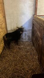 Dwerg geiten bok black tan, Dieren en Toebehoren, Mannelijk, Geit