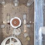 Mieren pheidole megacephala 10 Koninginnen! 1000+ werksters!, Dieren en Toebehoren, Insecten en Spinnen, Mieren