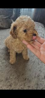 Mini Toypoedel Puppy’s, Dieren en Toebehoren, Honden | Chihuahua's en Gezelschapshonden, 8 tot 15 weken, Meerdere, Meerdere dieren