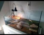 2 muskusschildpadden incl aquarium en toebehoren en voer, Dieren en Toebehoren, Reptielen en Amfibieën, Schildpad, Met terrarium