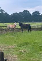 Nog 1 stal beschikbaar mag ook voor pensioen, Dieren en Toebehoren, Stalling en Weidegang