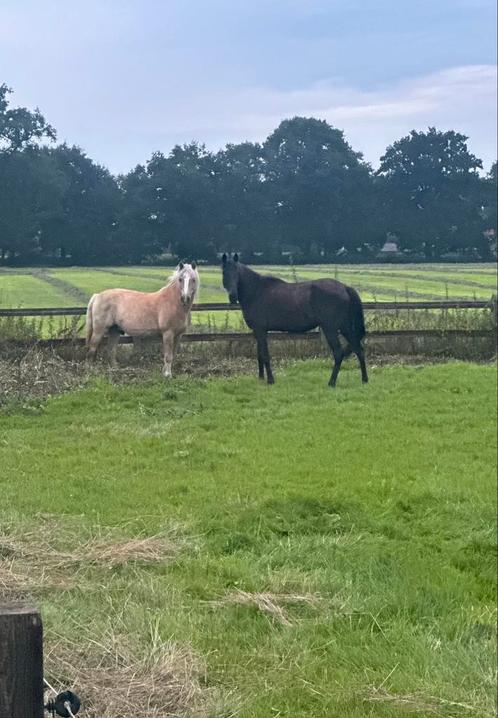 Nog 1 stal beschikbaar mag ook voor pensioen, Dieren en Toebehoren, Stalling en Weidegang