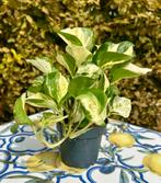 Epipremnum Manjula - Kamerplant, Huis en Inrichting, Kamerplanten, Overige soorten, In pot, Minder dan 100 cm, Groene kamerplant