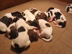 Engelse springer spaniel pups, Parvo, 8 tot 15 weken, Meerdere, Meerdere dieren