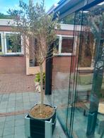Olijfbomen, Tuin en Terras, Planten | Bomen, Bloeit niet, 100 tot 250 cm, Olijfboom, Ophalen