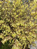 Corylopsis pauciflora schijnhazelaar prachtige herfstkleur, Overige soorten, Vaste plant, Ophalen of Verzenden, Halfschaduw