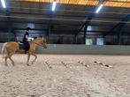 Verzorgpony gezocht, Dieren en Toebehoren, Ophalen