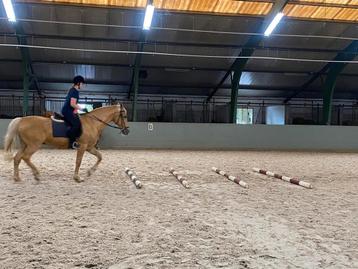 Verzorgpony gezocht  beschikbaar voor biedingen