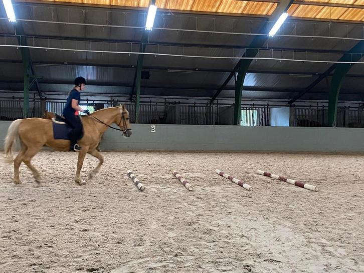 Verzorgpony gezocht, Dieren en Toebehoren, Paarden en Pony's | Verzorgingsproducten, Ophalen