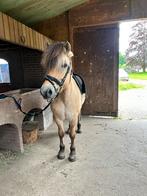 Fjord ruin van 5, Dieren en Toebehoren, Paarden, Minder dan 160 cm, Gechipt, Ruin, Zadelmak