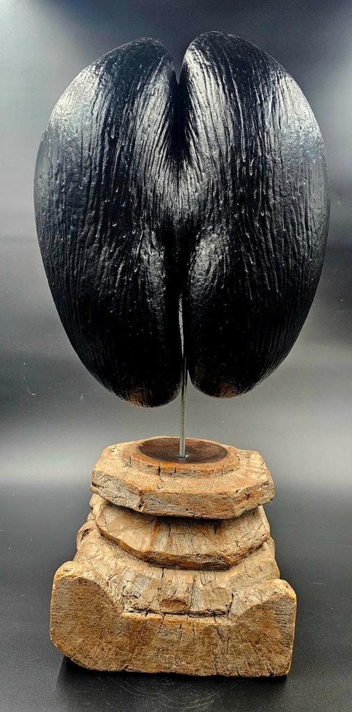 Lodoicea Maldivica Coco de Mer op antieke poer uit India, Antiek en Kunst, Kunst | Designobjecten, Ophalen of Verzenden