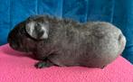 Weerwolf skinny cavia meisje, Cavia, Augustus, Vrouwelijk, Tam