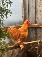 Cochin haan, Dieren en Toebehoren, Pluimvee, Mannelijk, Kip