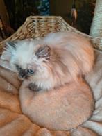 Prachtige 100% Perzische kittens 11 weken, Dieren en Toebehoren, Katten en Kittens | Raskatten | Langhaar, Kater, Ontwormd