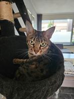 Savannah katten 600 voor beide, Dieren en Toebehoren, Meerdere dieren, Gechipt, 6 jaar of ouder