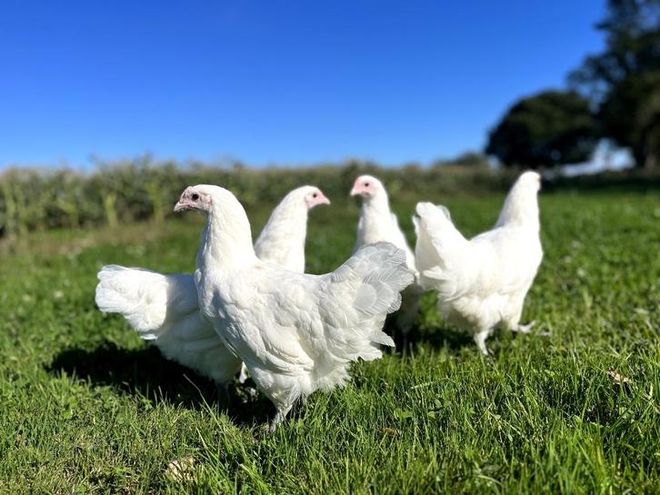 Jonge tamme Australorp kippen wit gesekst en ingeënt, Dieren en Toebehoren, Pluimvee, Kip, Vrouwelijk