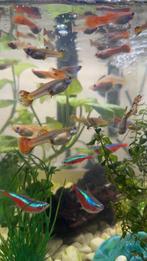 Guppen te koop, Dieren en Toebehoren, Vissen | Aquaria en Toebehoren, Ophalen, Overige typen