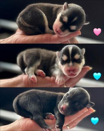Geboren: nestje van 3 Pomsky pups 🩵🩵🩷 ( mini husky )  beschikbaar voor biedingen
