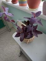 Tradescantia "purple", Ophalen, Halfschaduw, Minder dan 100 cm