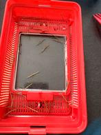 Wandelende takken, Dieren en Toebehoren, Augustus, Geslacht onbekend, Overige typen, Tam