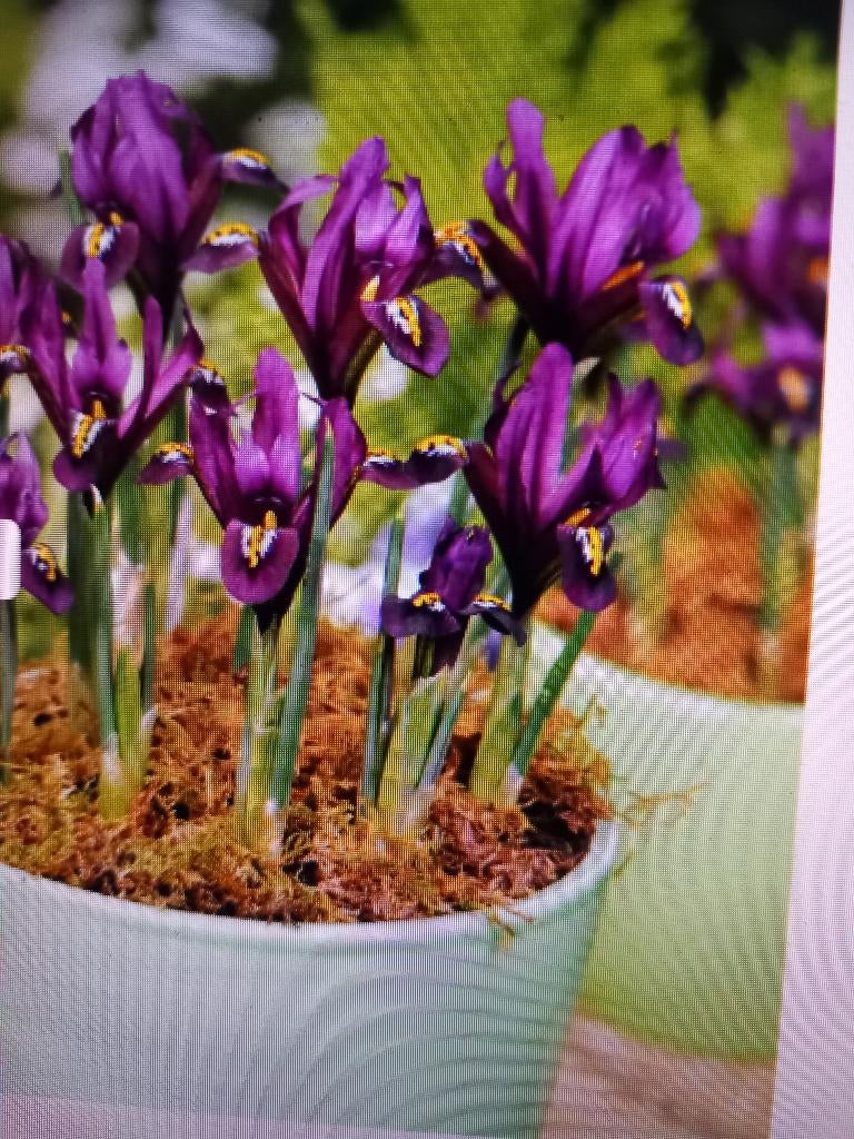 Iris j.s. dijt reticulata   25 voor  5 euro, Ophalen of Verzenden, Voorjaar, Volle zon, Bloembol