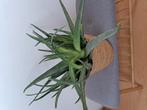 Mooie grote aloë vera plant compleet met rieten mand, Huis en Inrichting, Kamerplanten, Ophalen, Halfschaduw, Minder dan 100 cm