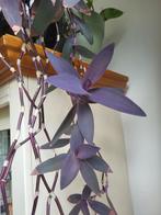 Tradescantia stekken, 100 tot 150 cm, Overige soorten, Ophalen of Verzenden, Volle zon